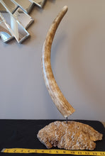 Load image into Gallery viewer, Fossil Alaskan Mammoth Tusk
