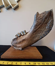 Load image into Gallery viewer, Woolly Rhinoceros Jaw with Teeth