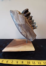 Load image into Gallery viewer, Woolly Rhinoceros Jaw with Teeth