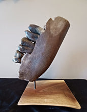 Load image into Gallery viewer, Woolly Rhinoceros Jaw with Teeth