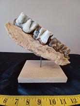 Load image into Gallery viewer, Woolly Rhinoceros Jaw with Teeth