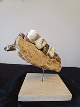 Load image into Gallery viewer, Woolly Rhinoceros Jaw with Teeth