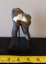 Load image into Gallery viewer, Woolly Rhinoceros Tooth