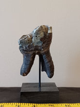 Load image into Gallery viewer, Woolly Rhinoceros Tooth