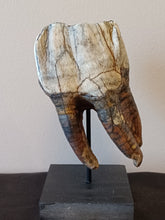 Load image into Gallery viewer, Woolly Rhinoceros Tooth