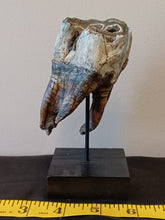 Load image into Gallery viewer, Woolly Rhinoceros Tooth