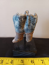 Load image into Gallery viewer, Woolly Rhinoceros Tooth