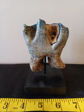 Load image into Gallery viewer, Woolly Rhinoceros Tooth