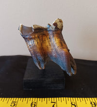 Load image into Gallery viewer, Woolly Rhinoceros Tooth