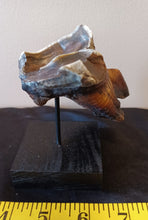 Load image into Gallery viewer, Woolly Rhinoceros Tooth
