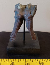 Load image into Gallery viewer, Woolly Rhinoceros Tooth