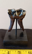 Load image into Gallery viewer, Woolly Rhinoceros Tooth