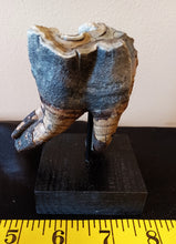 Load image into Gallery viewer, Woolly Rhinoceros Tooth