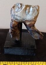 Load image into Gallery viewer, Woolly Rhinoceros Tooth