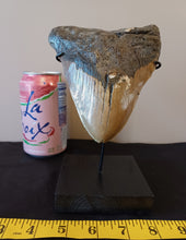 Load image into Gallery viewer, Megalodon Shark Tooth