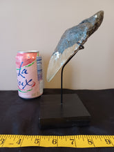 Load image into Gallery viewer, Megalodon Shark Tooth