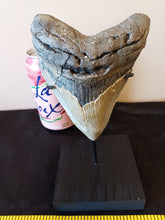 Load image into Gallery viewer, Megalodon Shark Tooth