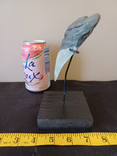 Load image into Gallery viewer, Megalodon Shark Tooth