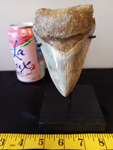 Load image into Gallery viewer, Megalodon Shark Tooth