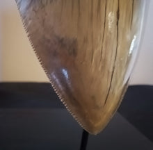 Load image into Gallery viewer, Megalodon Shark Tooth