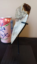 Load image into Gallery viewer, Megalodon Shark Tooth