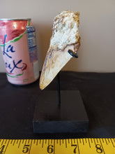 Load image into Gallery viewer, Megalodon Shark Tooth