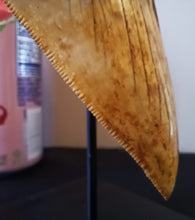 Load image into Gallery viewer, Megalodon Shark Tooth