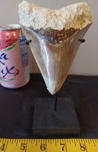 Load image into Gallery viewer, Megalodon Shark Tooth