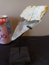 Load image into Gallery viewer, Megalodon Shark Tooth