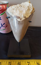 Load image into Gallery viewer, Megalodon Shark Tooth