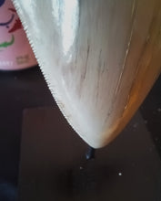 Load image into Gallery viewer, Megalodon Shark Tooth