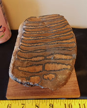 Load image into Gallery viewer, Mammoth Tooth
