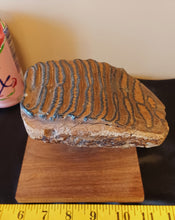 Load image into Gallery viewer, Mammoth Tooth