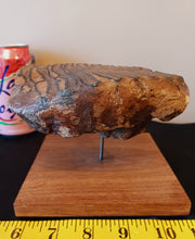 Load image into Gallery viewer, Mammoth Tooth