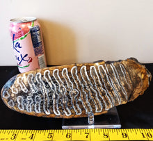 Load image into Gallery viewer, Mammoth Tooth Slice