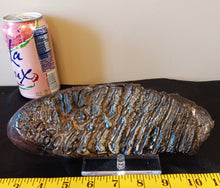 Load image into Gallery viewer, Mammoth Tooth Slice