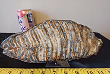 Load image into Gallery viewer, Mammoth Tooth Slice