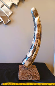 Fossil Woolly Mammoth Tusk