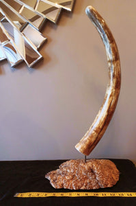 Fossil Alaskan Mammoth Tusk