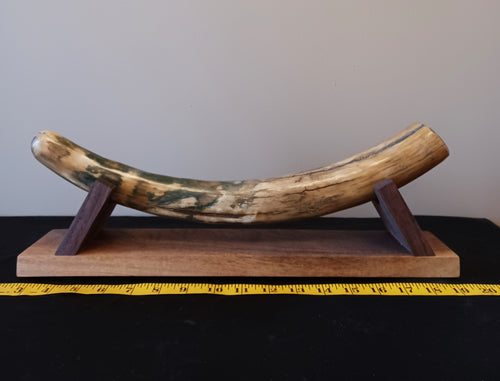 Alaskan Mammoth Tusk