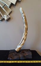 Load image into Gallery viewer, Alaskan Mammoth Tusk