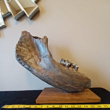 Load image into Gallery viewer, Woolly Rhinoceros Jaw with Teeth