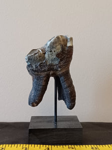 Woolly Rhinoceros Tooth