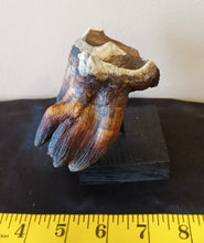 Load image into Gallery viewer, Woolly Rhinoceros Tooth