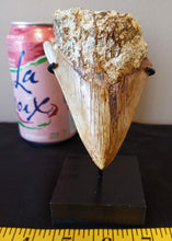 Load image into Gallery viewer, Megalodon Shark Tooth