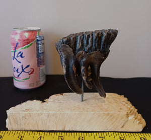 Baby Mammoth Tooth
