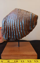 Load image into Gallery viewer, Mammoth Tooth