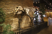 Load image into Gallery viewer, American Mastodon - SOLD