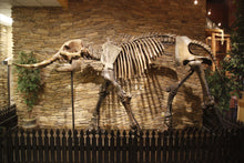 Load image into Gallery viewer, American Mastodon - SOLD