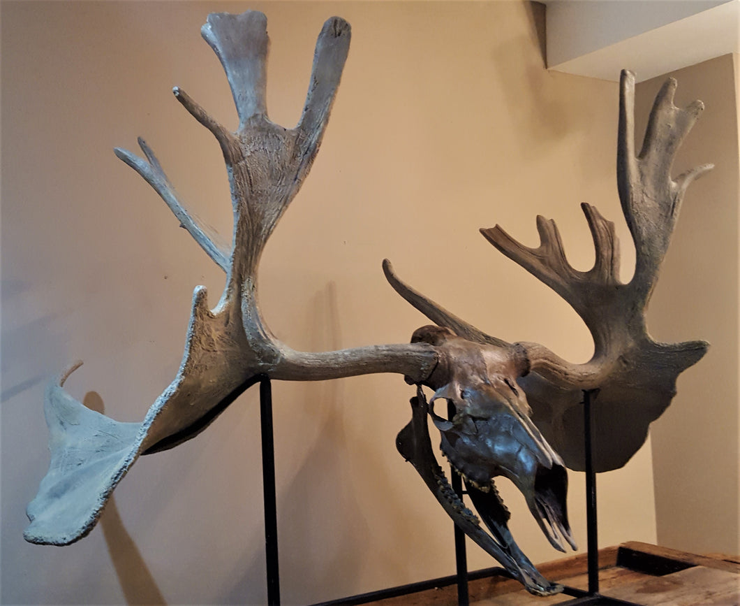 Fossilized Extinct Giant Deer - Cervalces Scottii